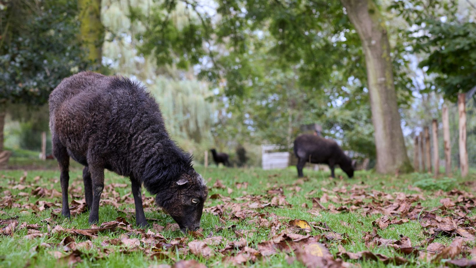 Het Zwarte Schaap: Een Reis van Zelfontdekking en Vrijheid