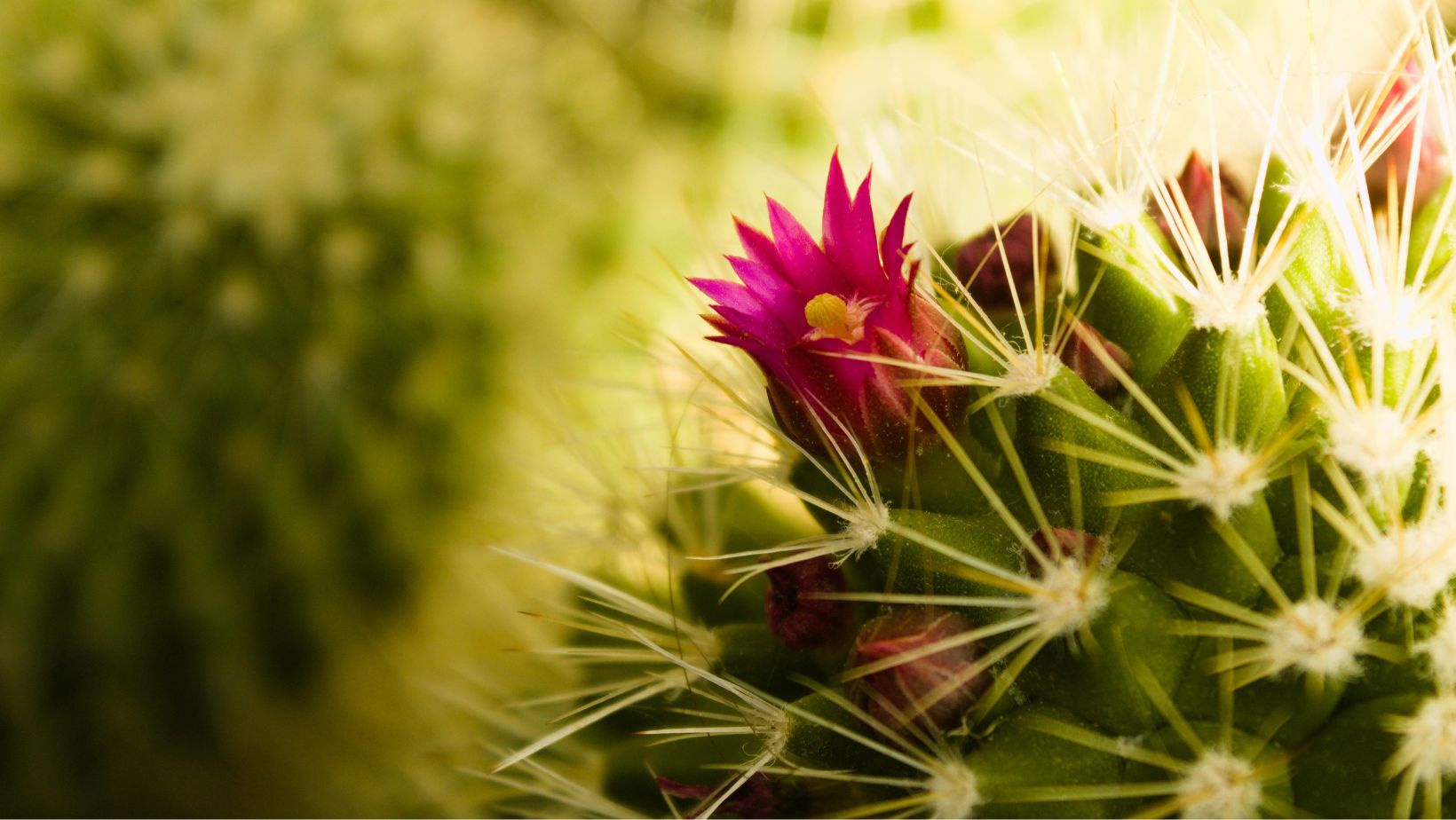 BWW Hun Ego vs. jouw Waarheid