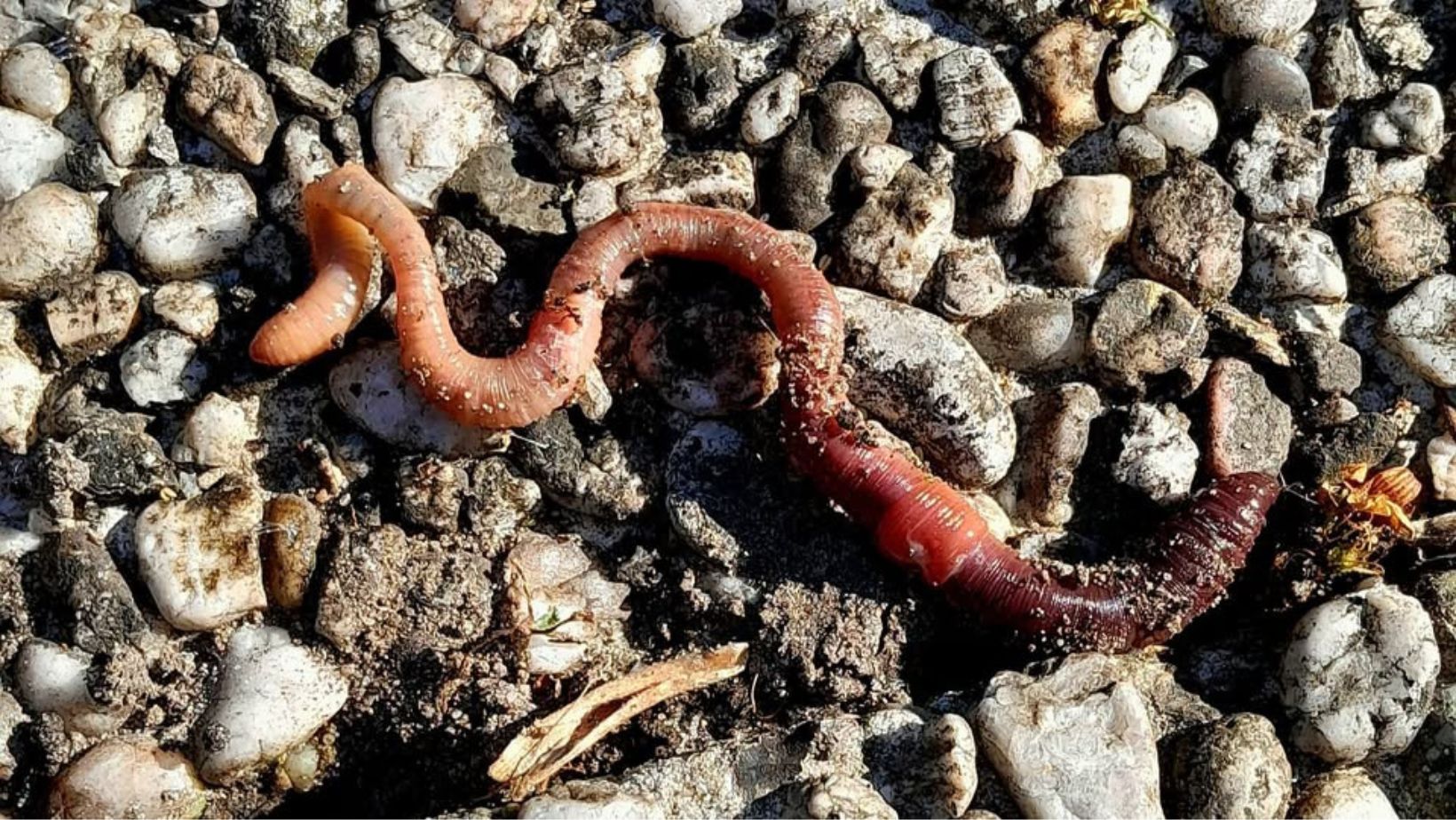 Spirituele Betekenis van een Worm Een Zachte Herinnering aan Groei en Vertrouwen